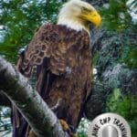 A bald eagle sitting on top of a tree branch.